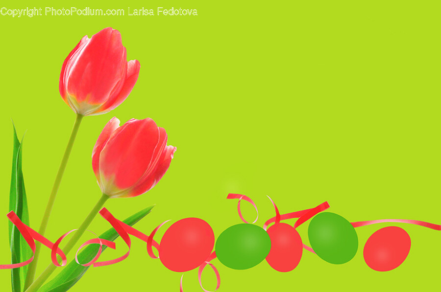 Flower, Plant, Tulip, Rose, Art